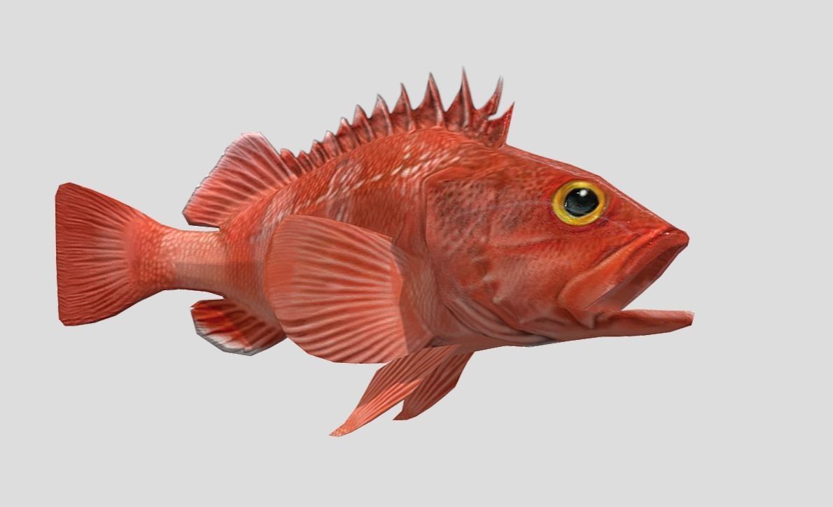 red rockfish Low-poly 3D model_5