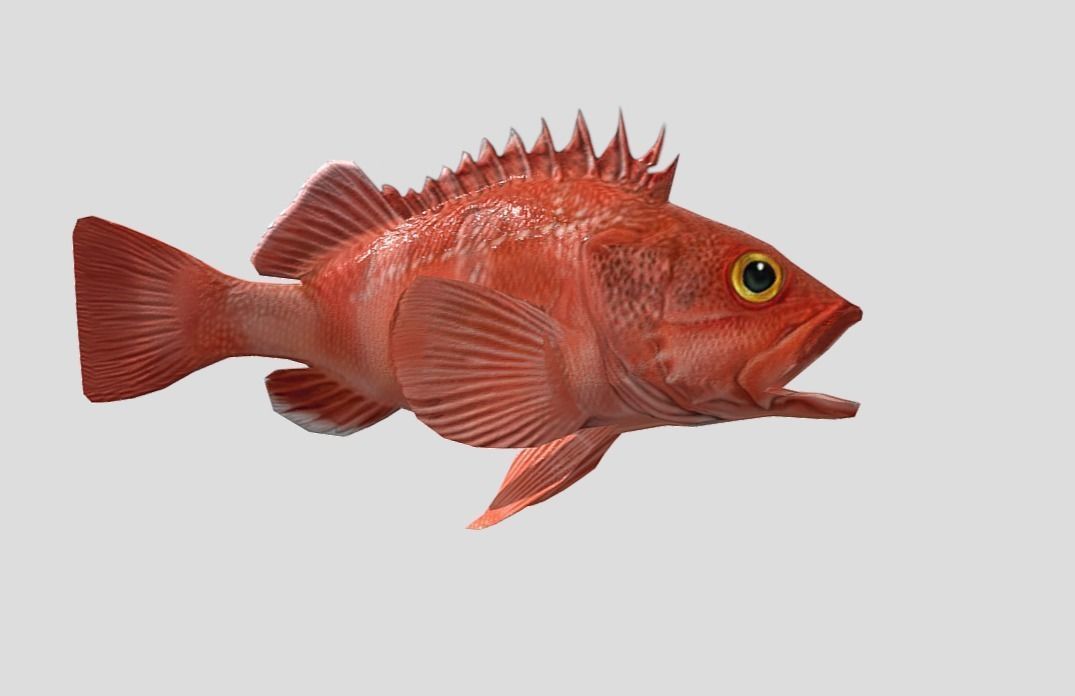 red rockfish Low-poly 3D model_10