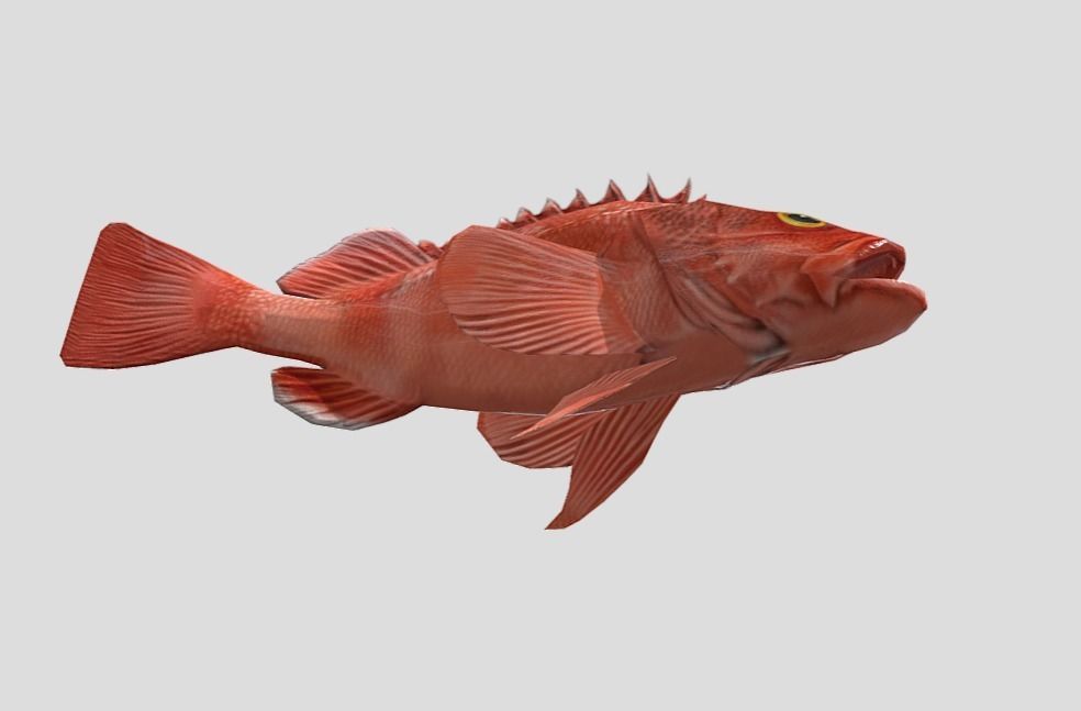 red rockfish Low-poly 3D model_8