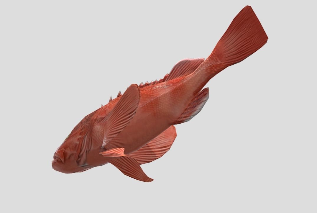 red rockfish Low-poly 3D model_4