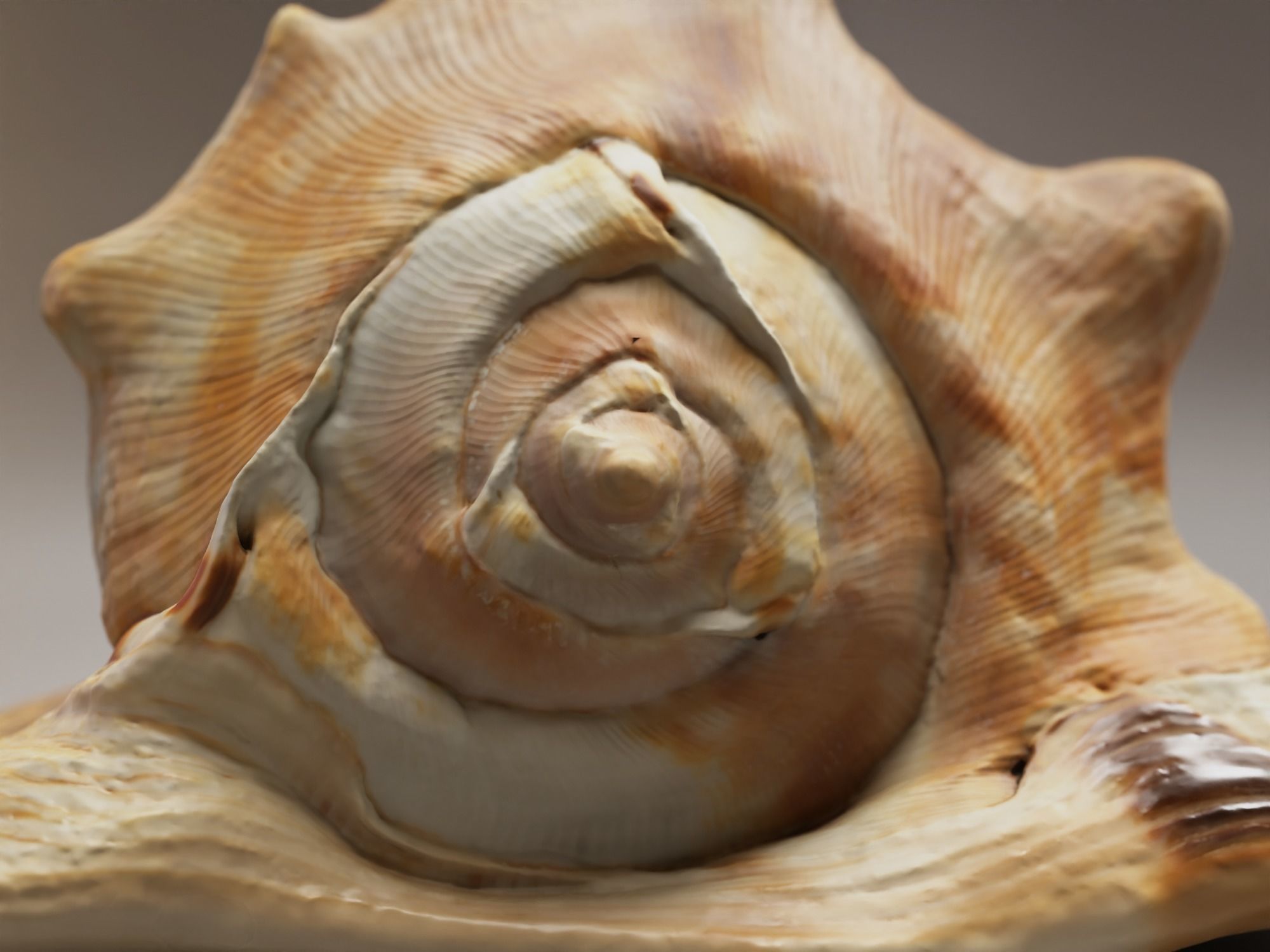 Seashel - Cassis tuberosa - 3D Scan Low-poly 3D model_4