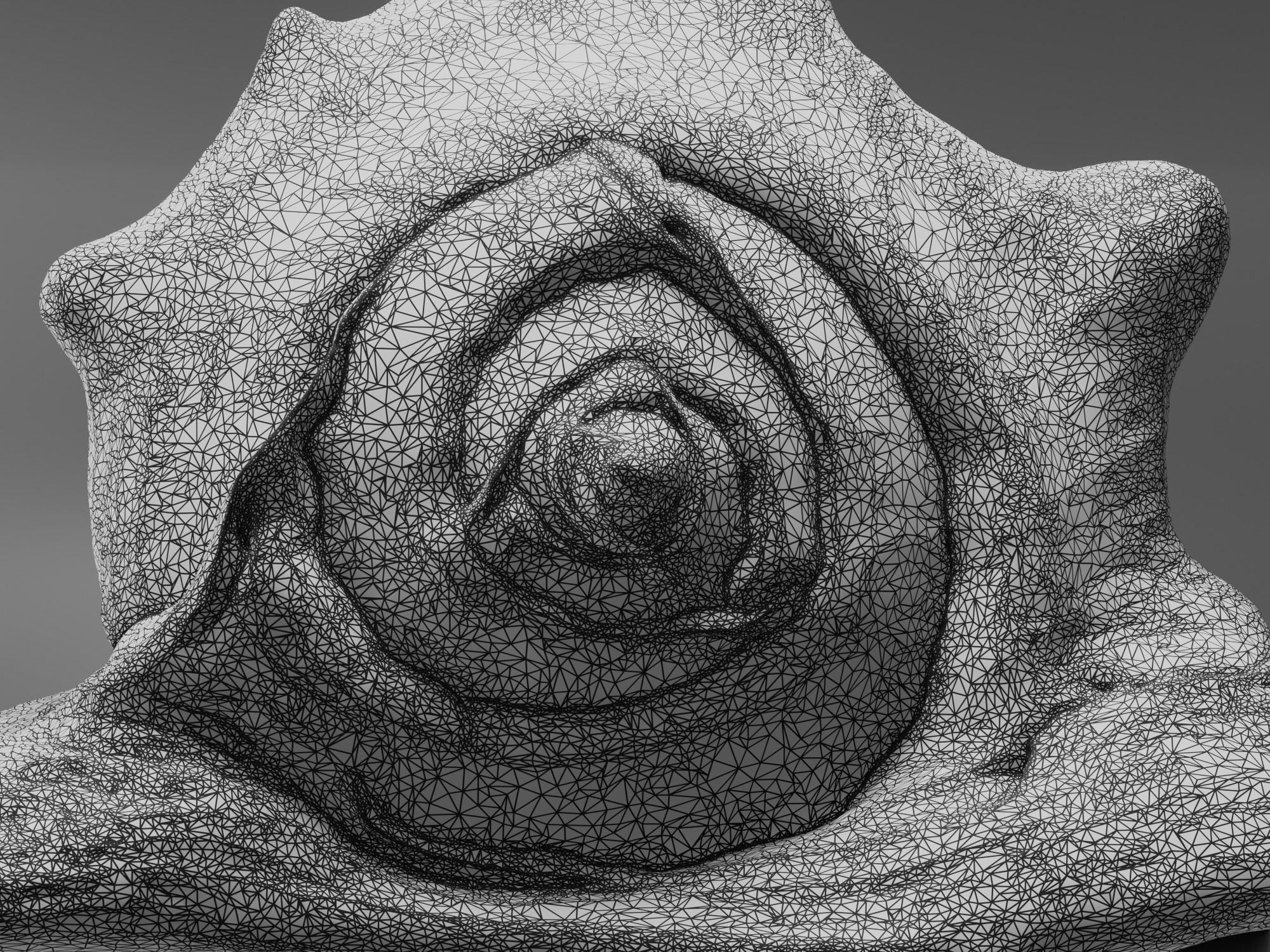 Seashel - Cassis tuberosa - 3D Scan Low-poly 3D model_17