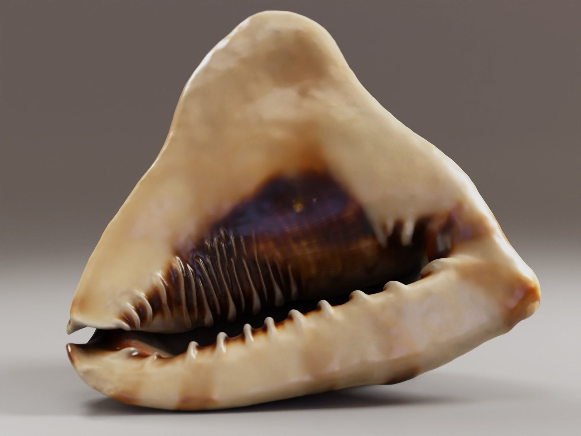 Seashel - Cassis tuberosa - 3D Scan Low-poly 3D model_6