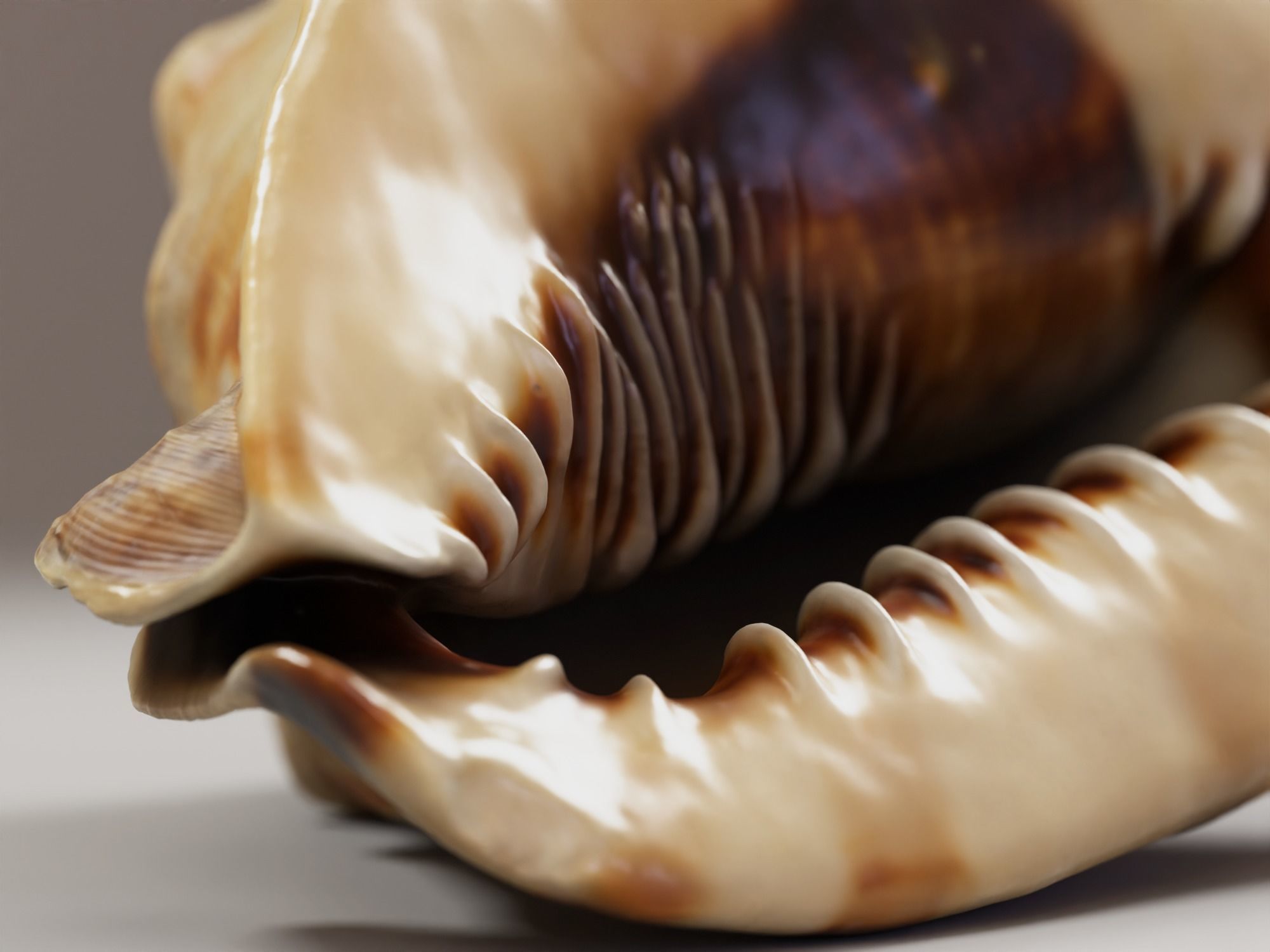 Seashel - Cassis tuberosa - 3D Scan Low-poly 3D model_8