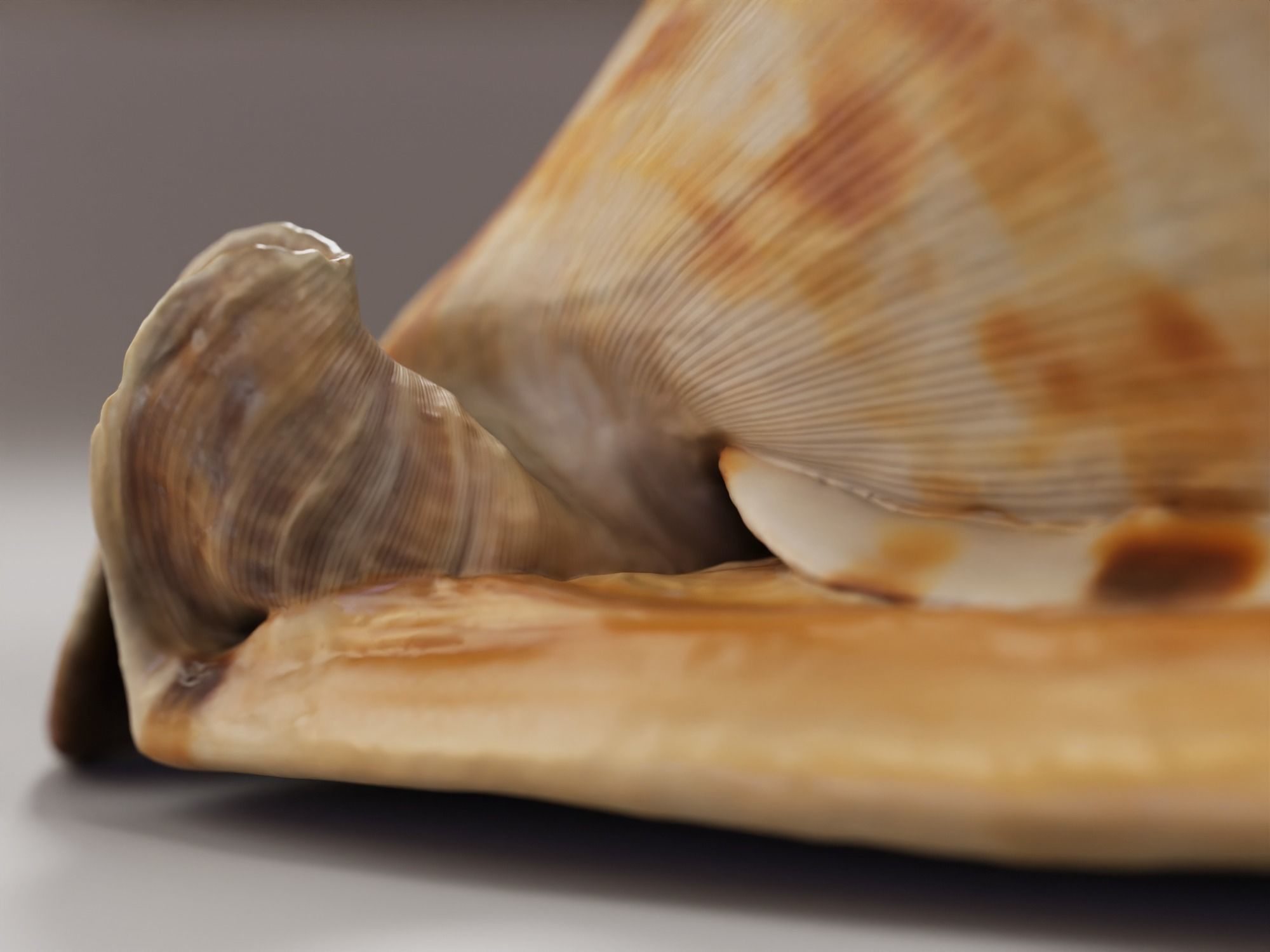 Seashel - Cassis tuberosa - 3D Scan Low-poly 3D model_2