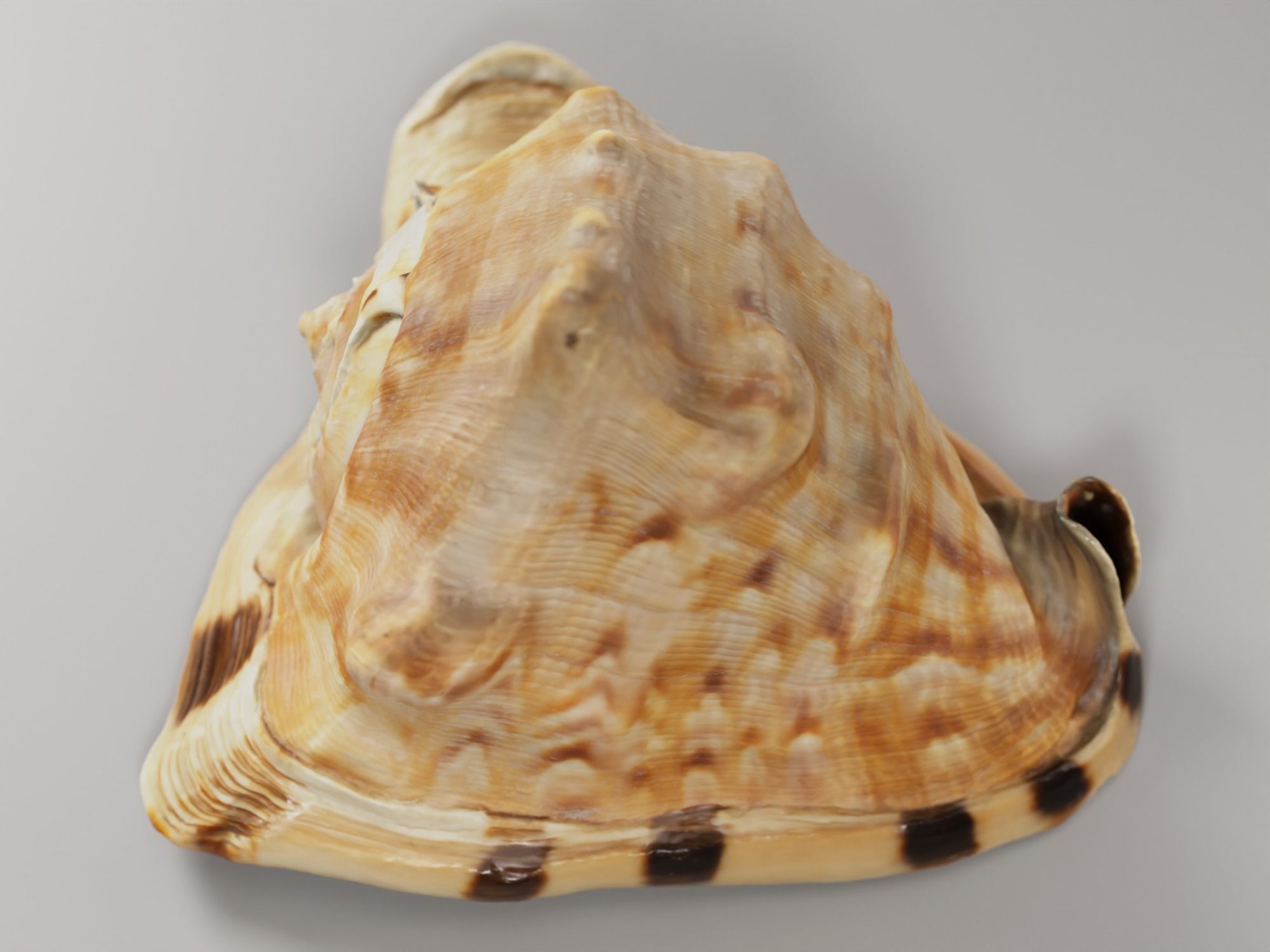 Seashel - Cassis tuberosa - 3D Scan Low-poly 3D model_3