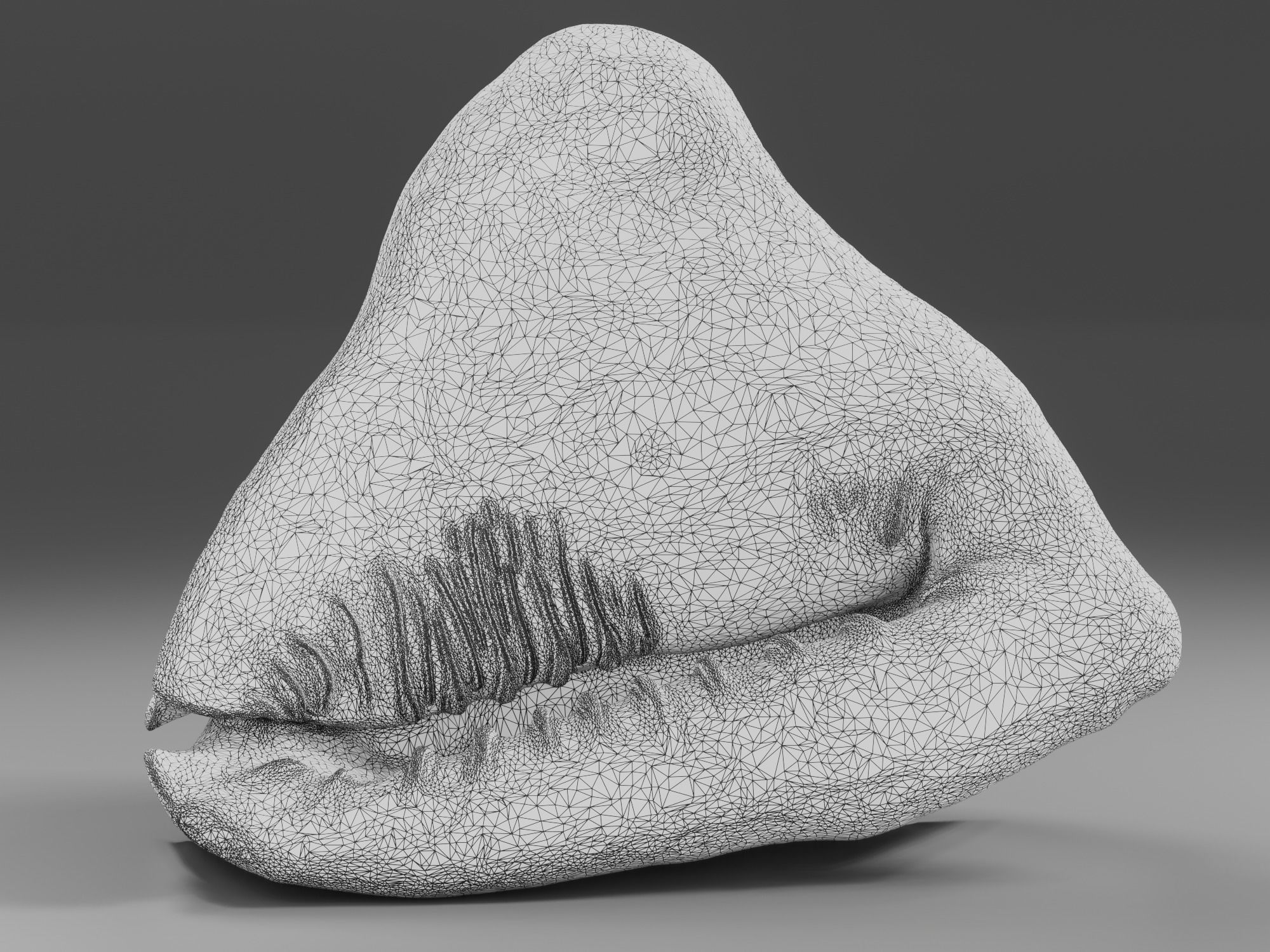 Seashel - Cassis tuberosa - 3D Scan Low-poly 3D model_19