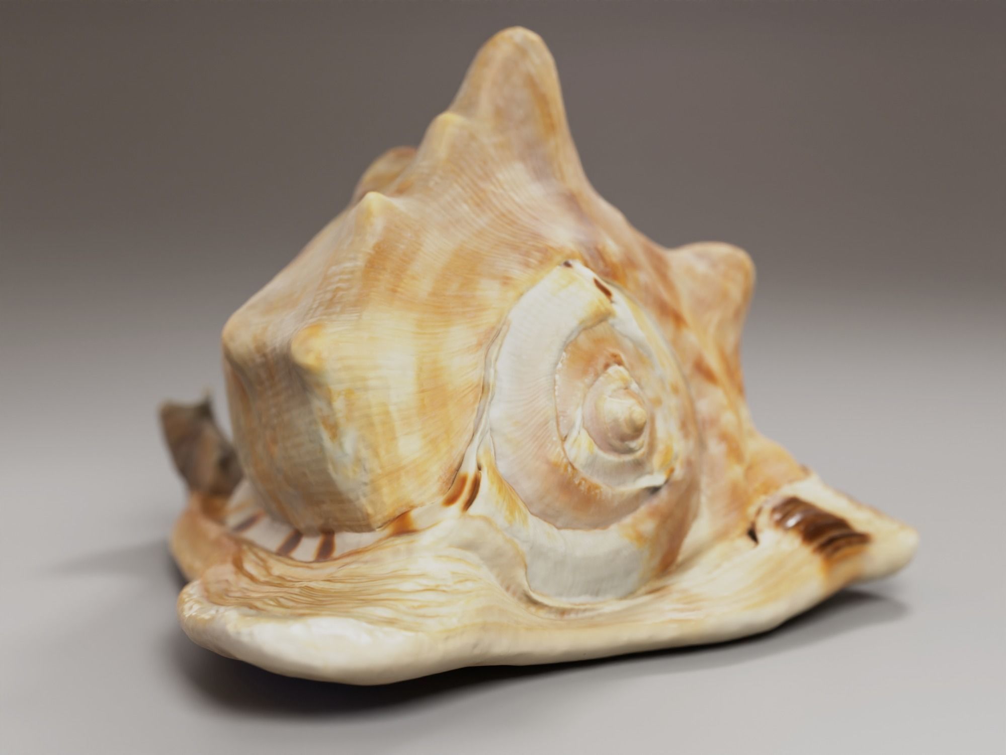 Seashel - Cassis tuberosa - 3D Scan Low-poly 3D model_1