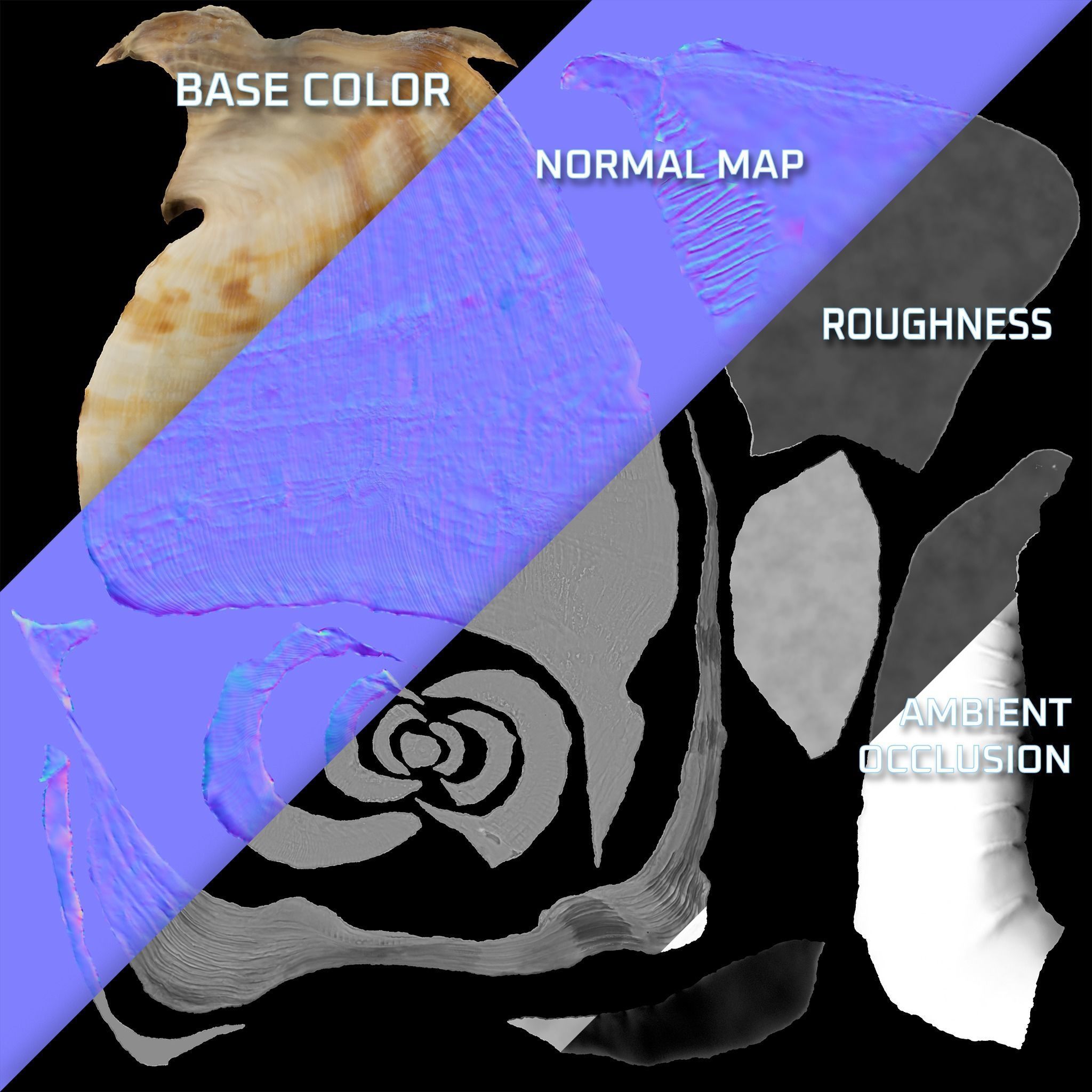 Seashel - Cassis tuberosa - 3D Scan Low-poly 3D model_12