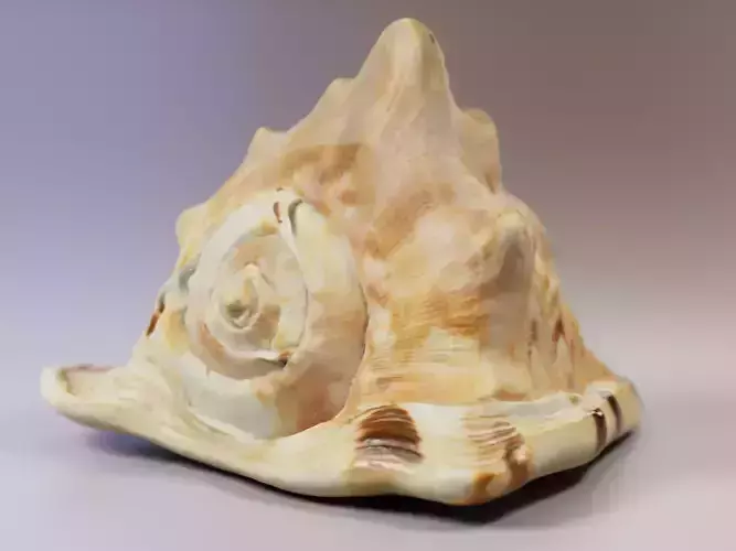 Seashel - Cassis tuberosa - 3D Scan