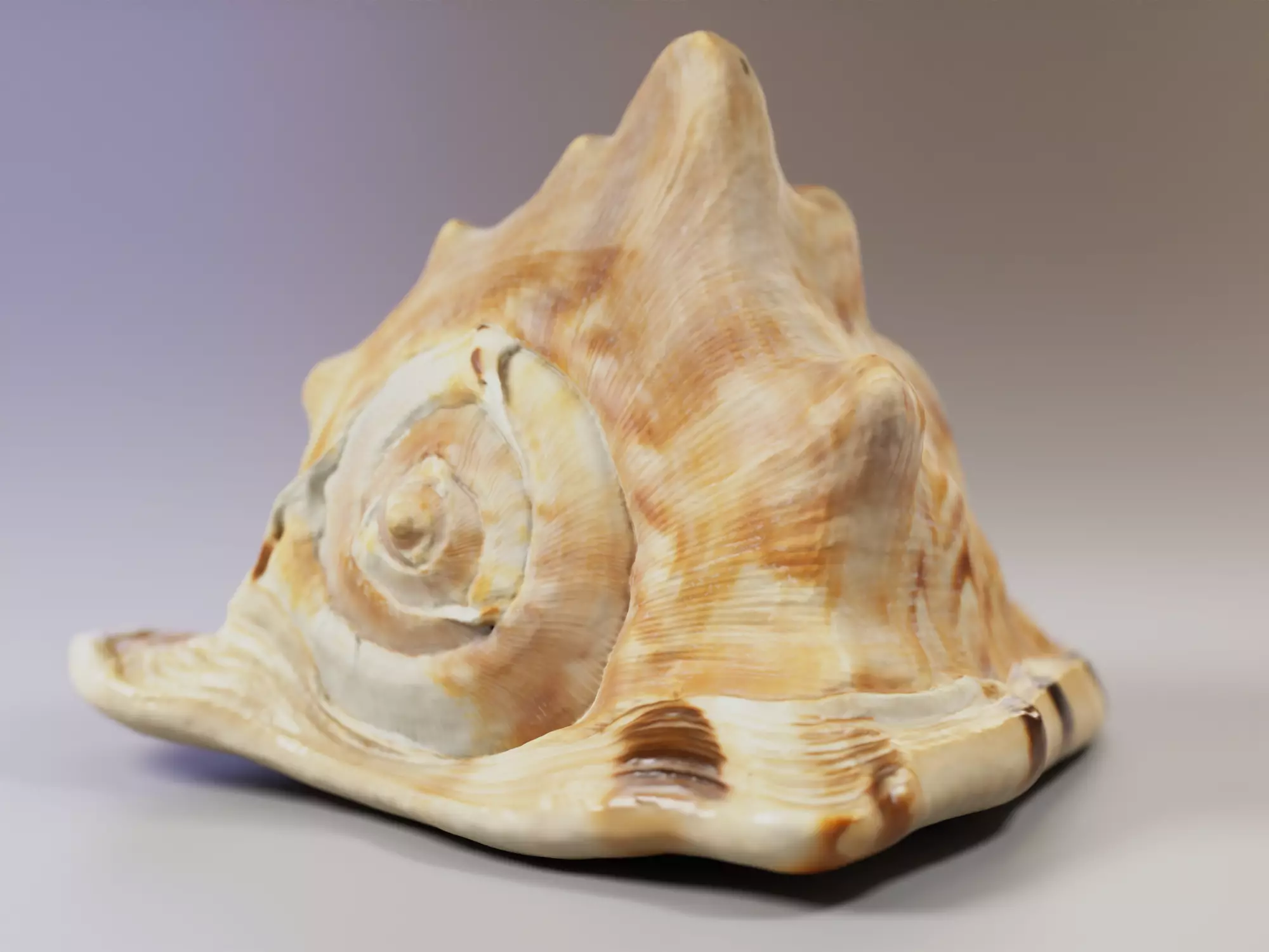 Seashel - Cassis tuberosa - 3D Scan Low-poly 3D model_0