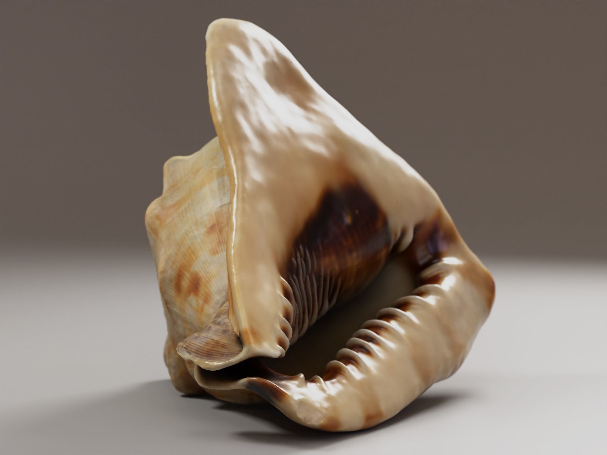 Seashel - Cassis tuberosa - 3D Scan Low-poly 3D model_7