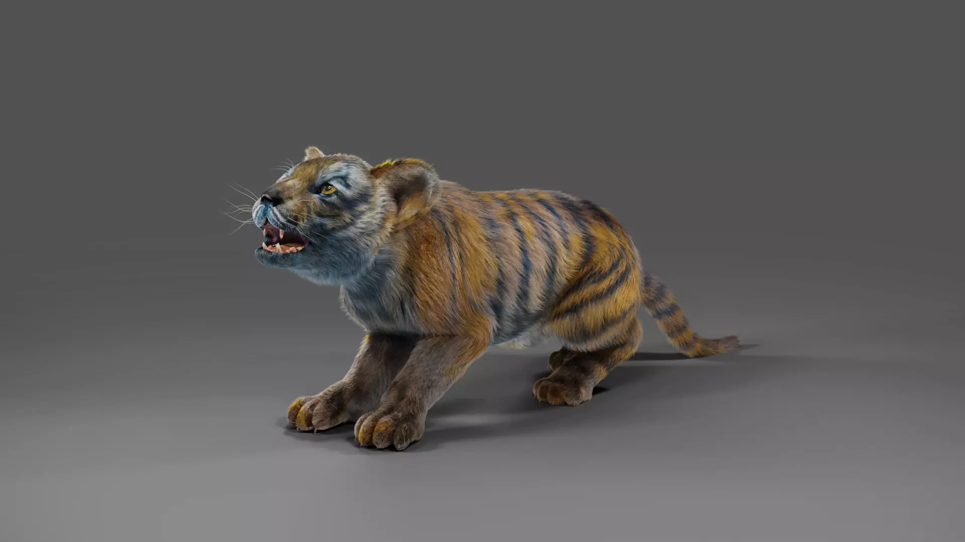 Fur Tiger Cub Rigged and Animated in Blender Low-poly 3D model_0
