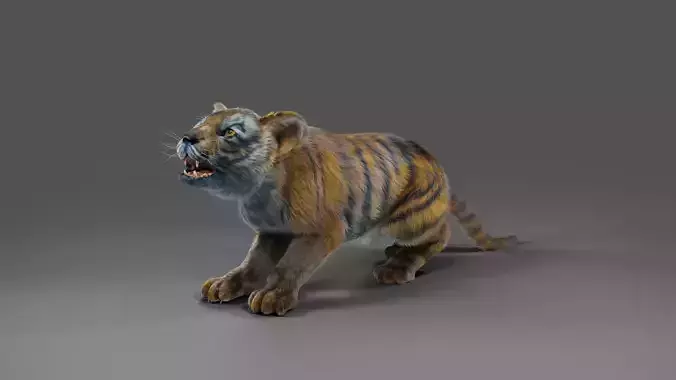Fur Tiger Cub Rigged and Animated in Blender