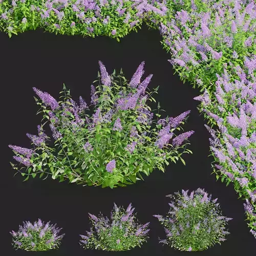 Buddleja davidii 3D model