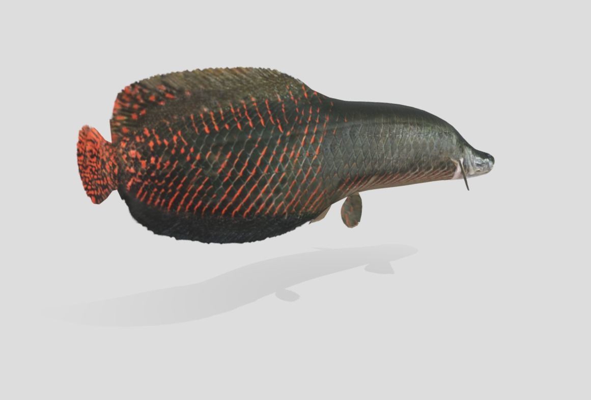 Arapaima Realistic Animated Low-poly 3D model_3