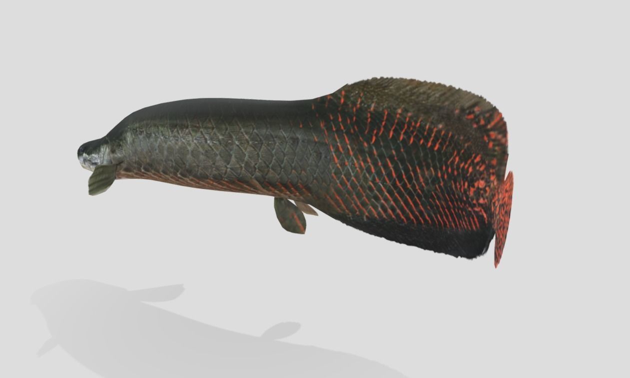 Arapaima Realistic Animated Low-poly 3D model_10
