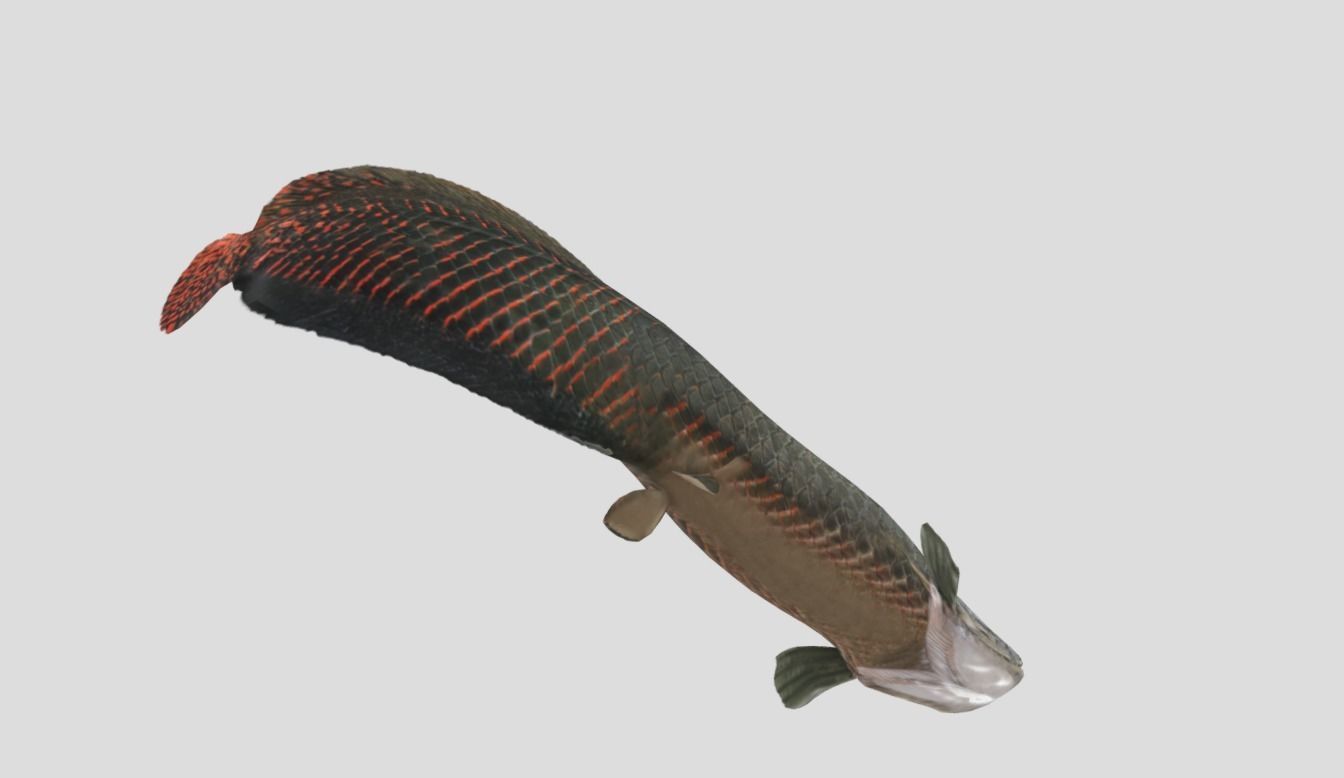 Arapaima Realistic Animated Low-poly 3D model_12