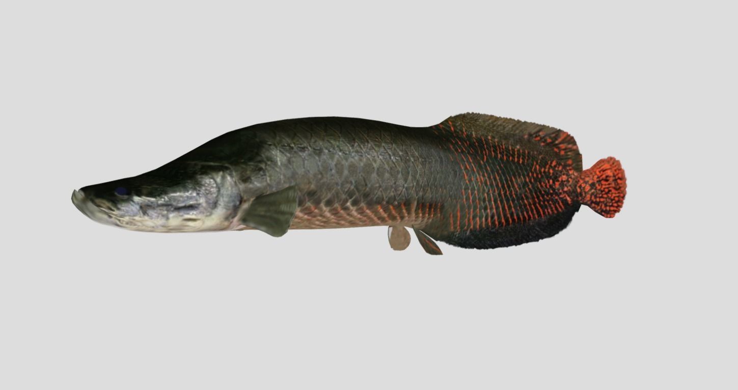 Arapaima Realistic Animated Low-poly 3D model_6