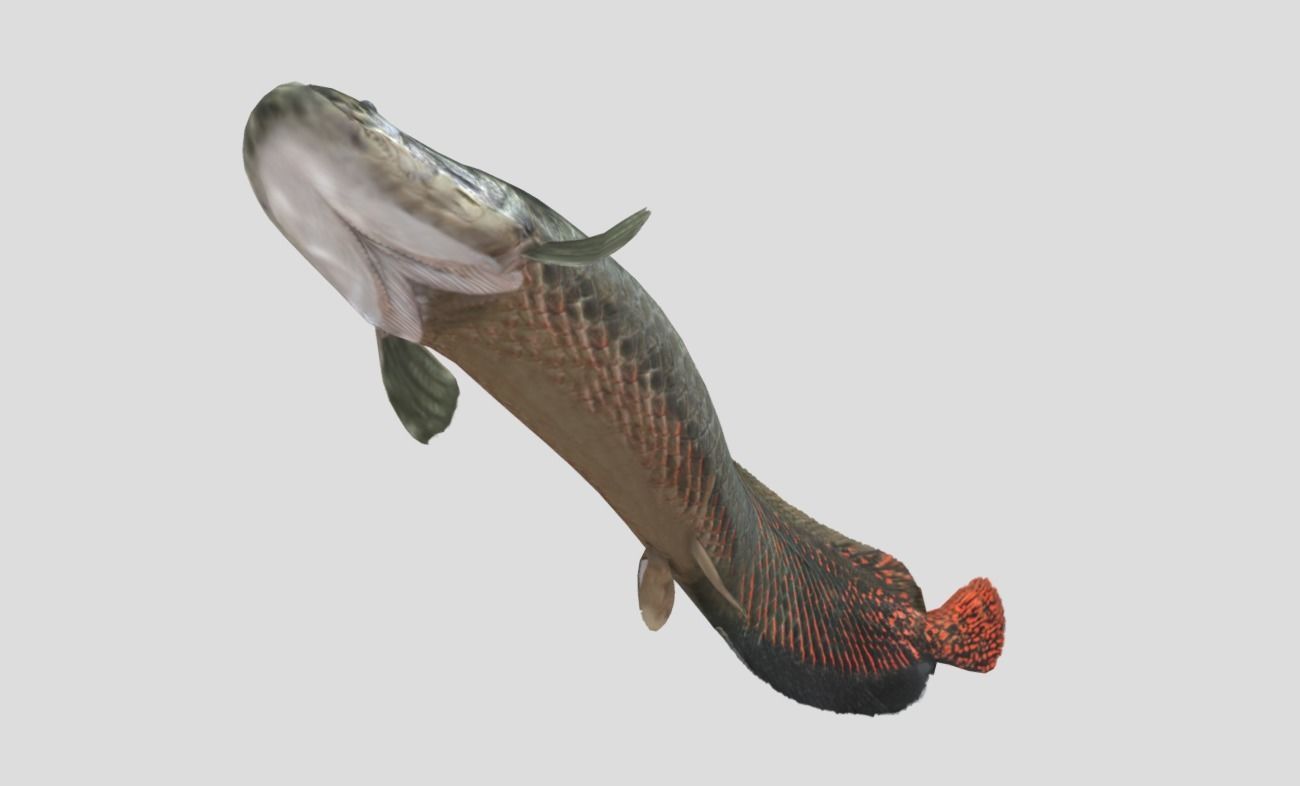 Arapaima Realistic Animated Low-poly 3D model_14