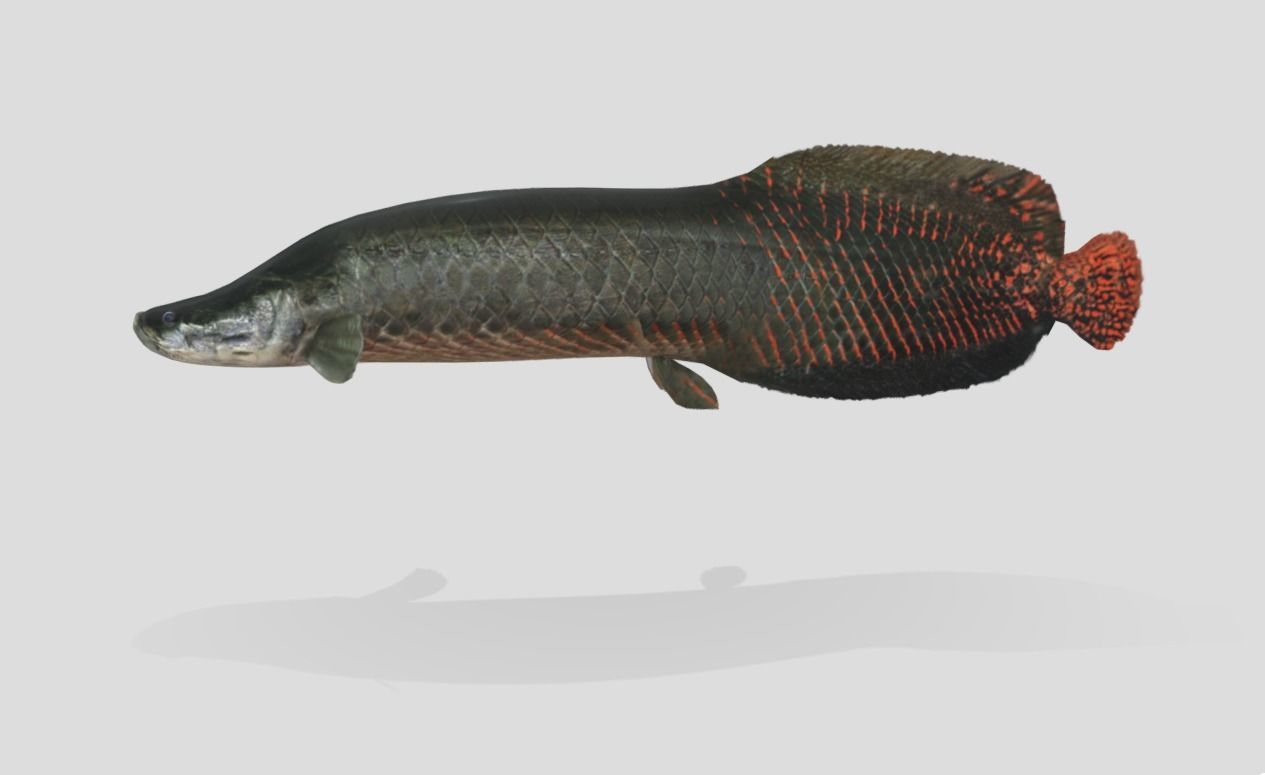Arapaima Realistic Animated Low-poly 3D model_2