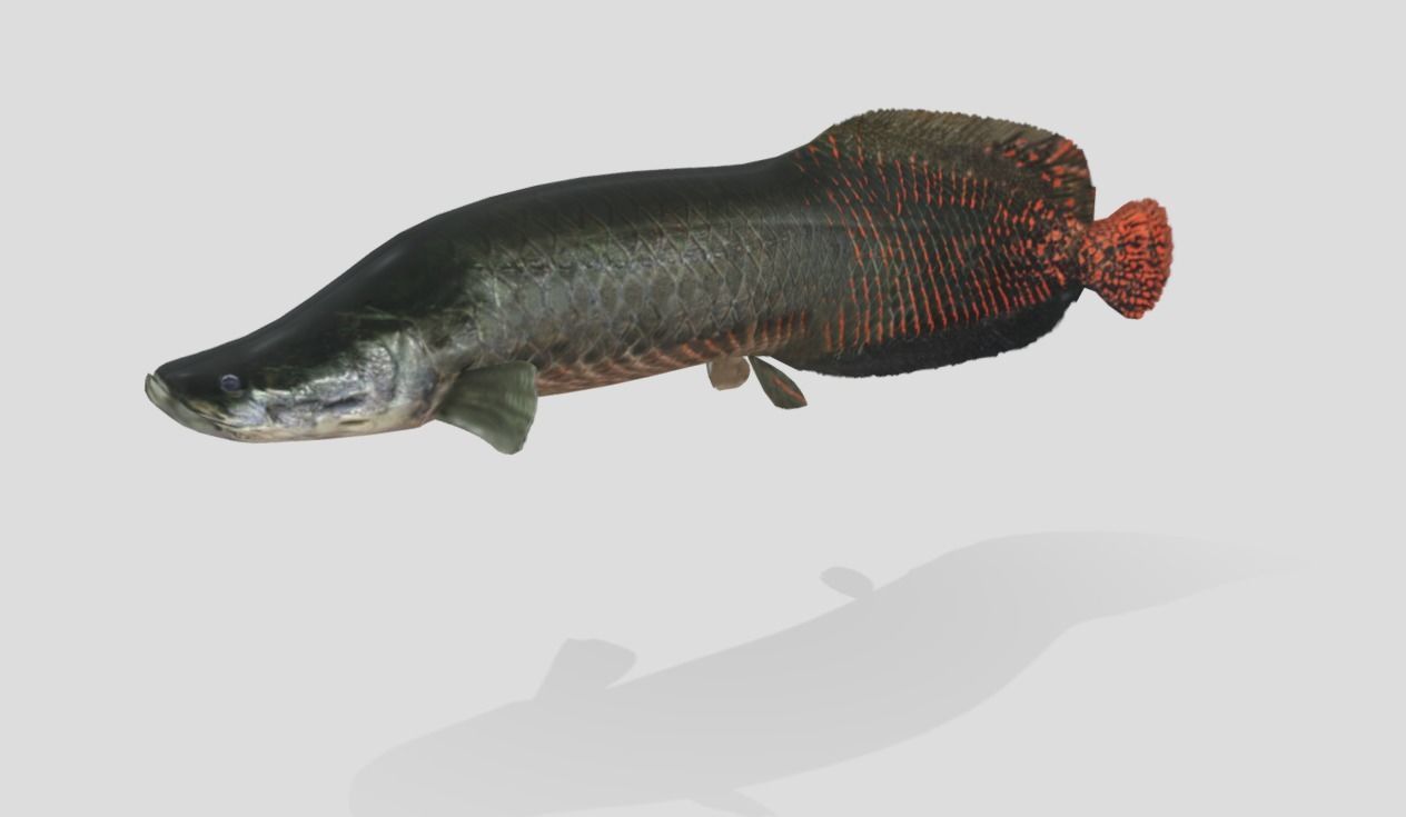 Arapaima Realistic Animated Low-poly 3D model_8