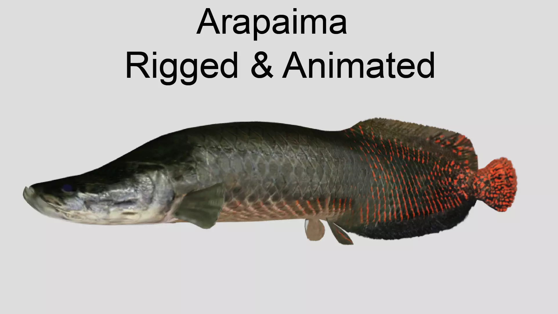 Arapaima Realistic Animated Low-poly 3D model_0