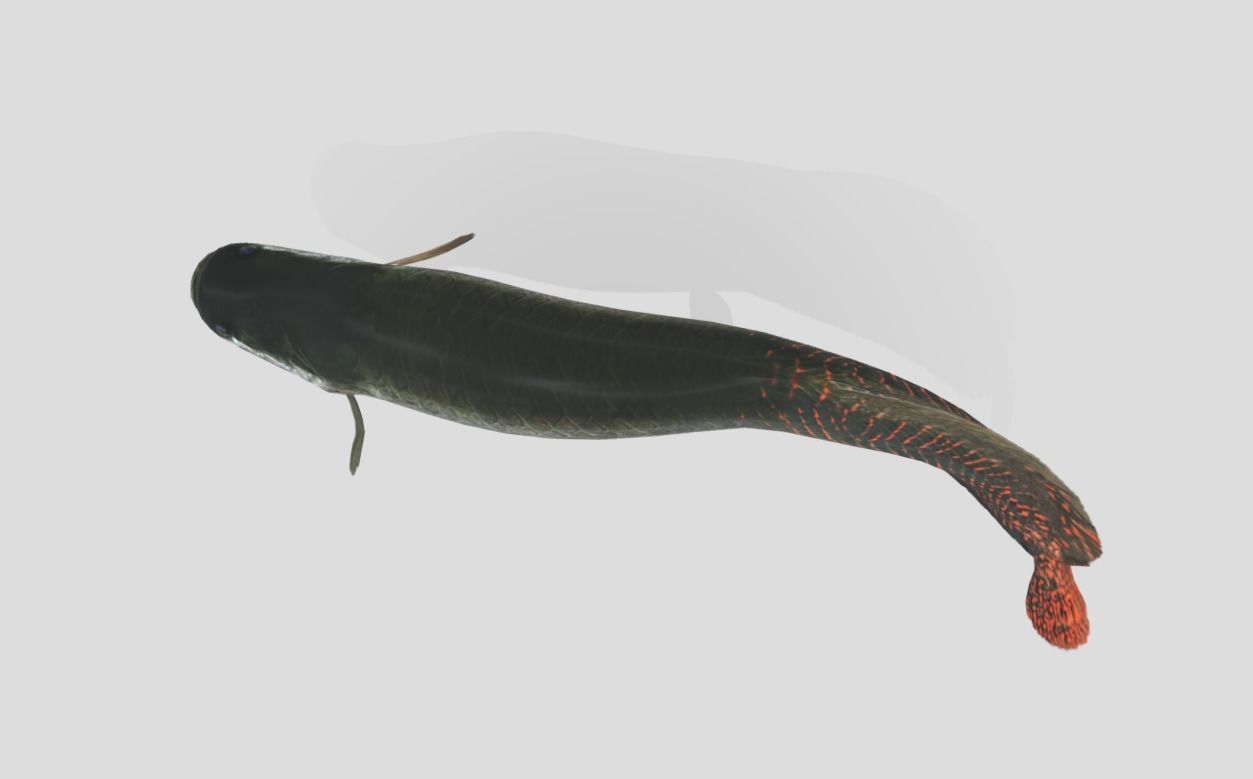 Arapaima Realistic Animated Low-poly 3D model_11