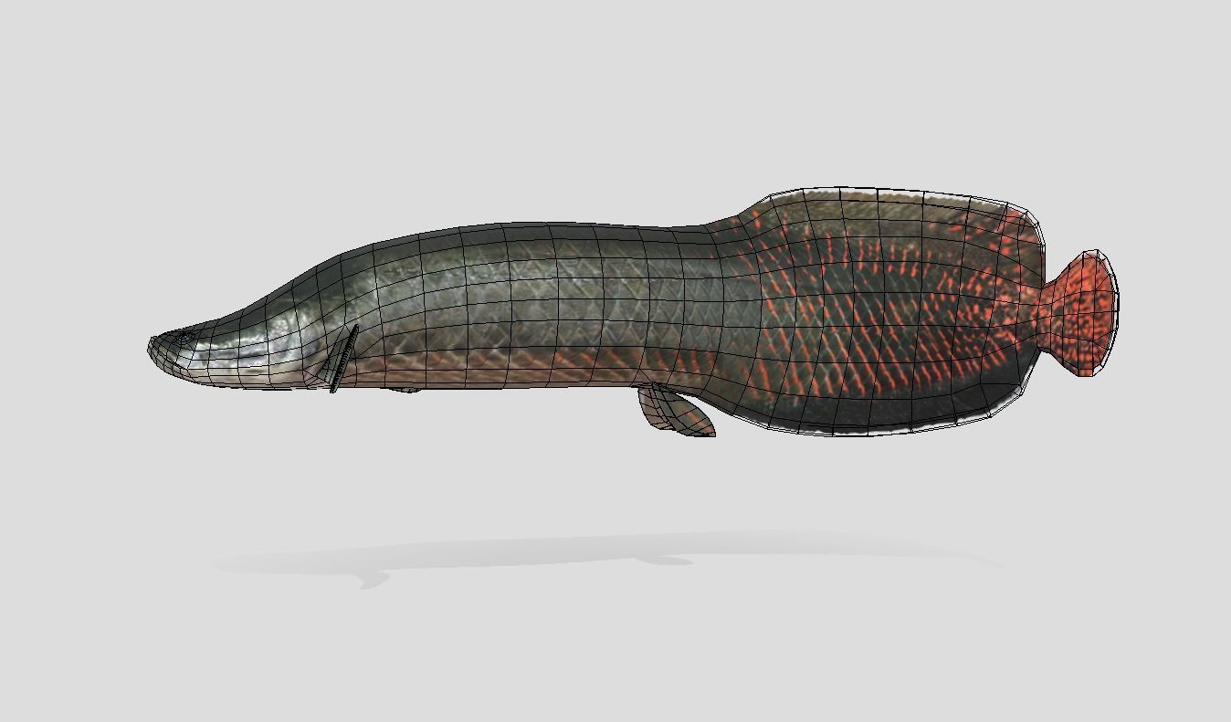 Arapaima Realistic Animated Low-poly 3D model_5