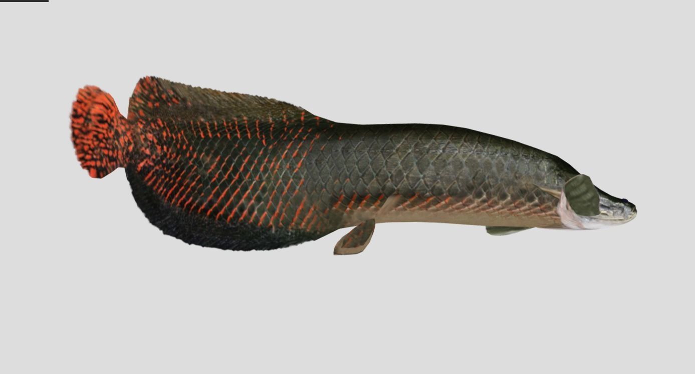 Arapaima Realistic Animated Low-poly 3D model_7