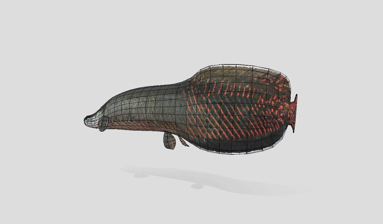 Arapaima Realistic Animated Low-poly 3D model_13