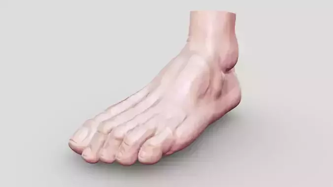 foot anatomy
