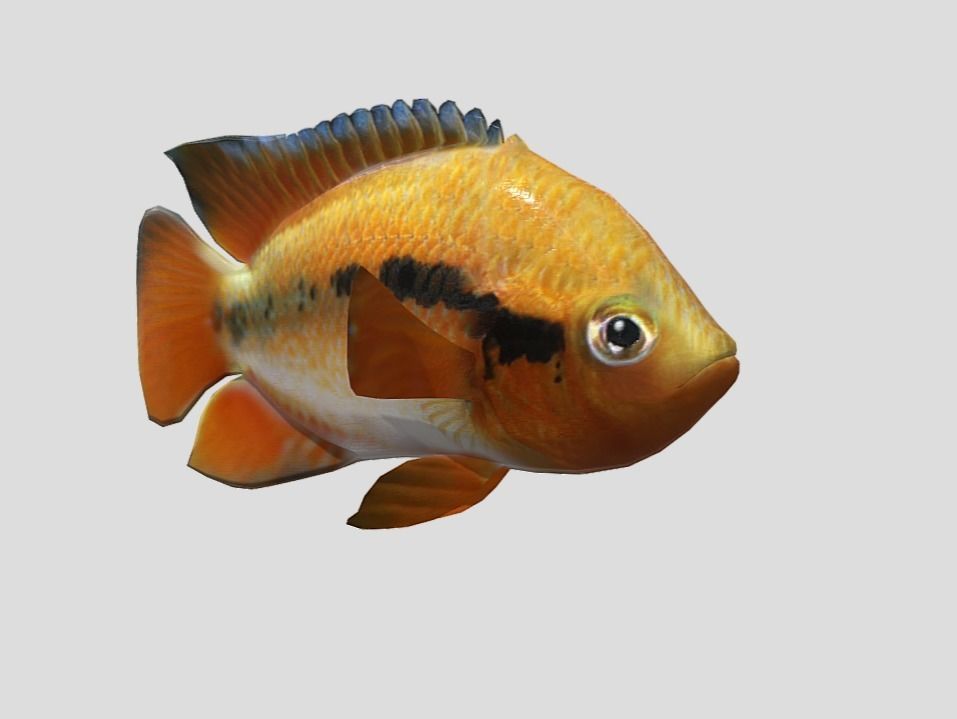 Rainbow Cichlid Low-poly 3D model_9