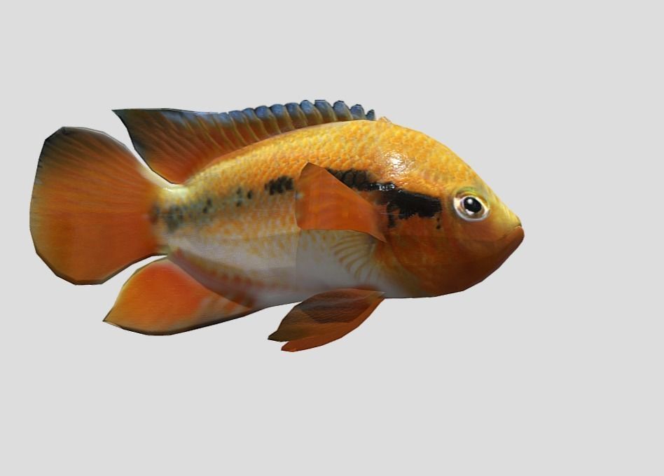 Rainbow Cichlid Low-poly 3D model_6