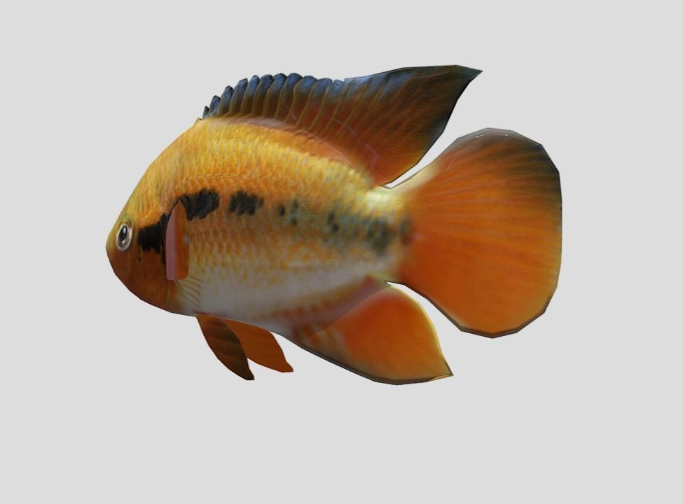 Rainbow Cichlid Low-poly 3D model_3