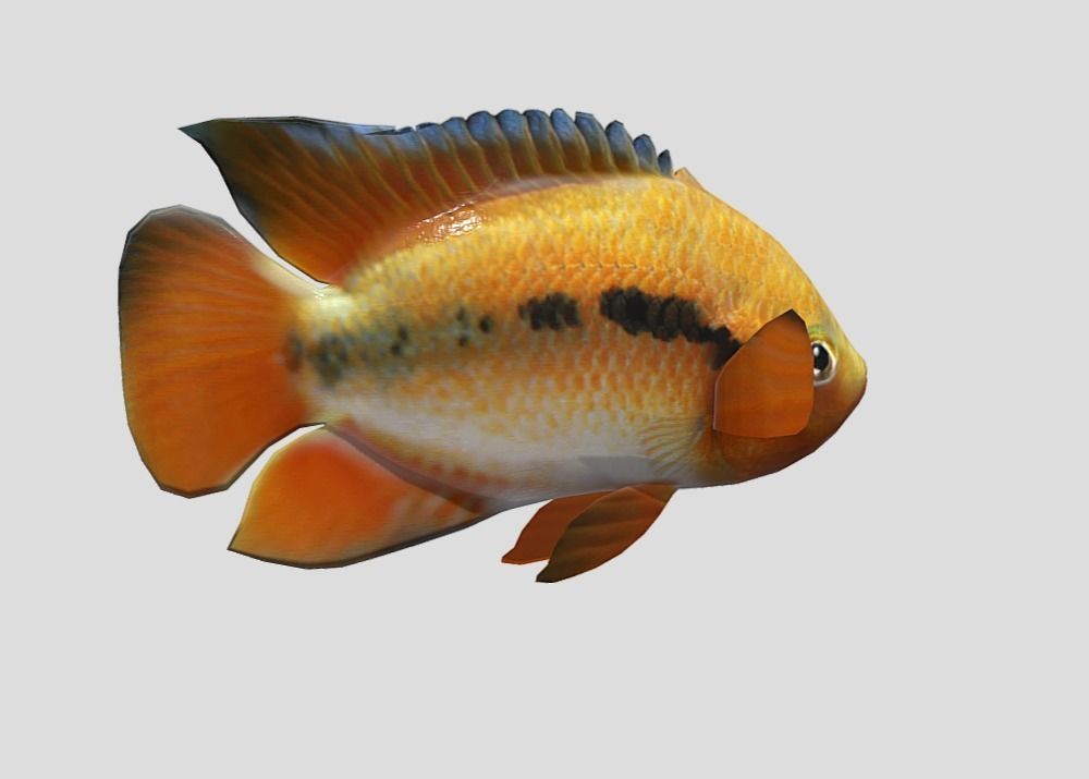 Rainbow Cichlid Low-poly 3D model_8
