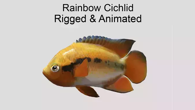 Rainbow Cichlid Low-poly 3D model