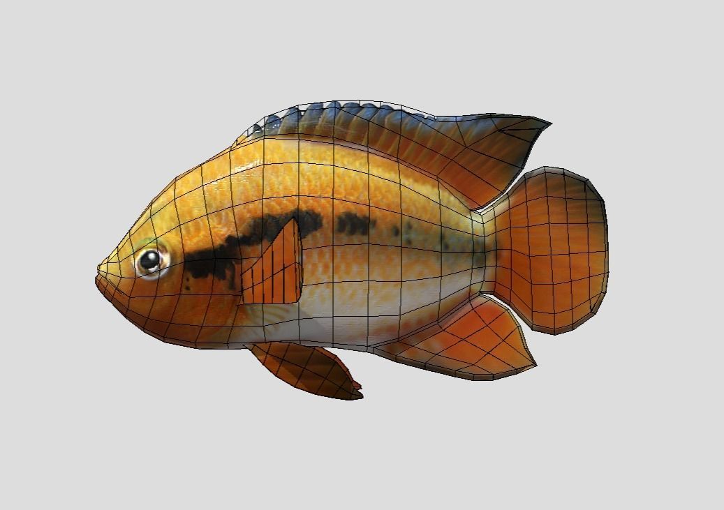 Rainbow Cichlid Low-poly 3D model_2