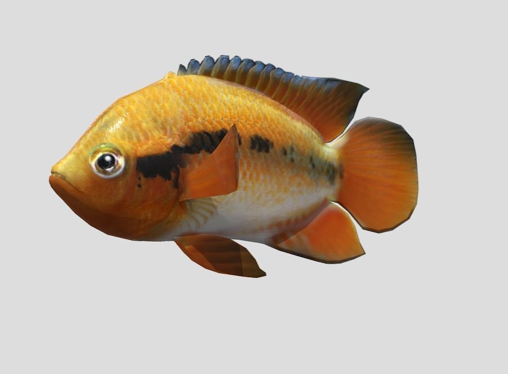 Rainbow Cichlid Low-poly 3D model_5