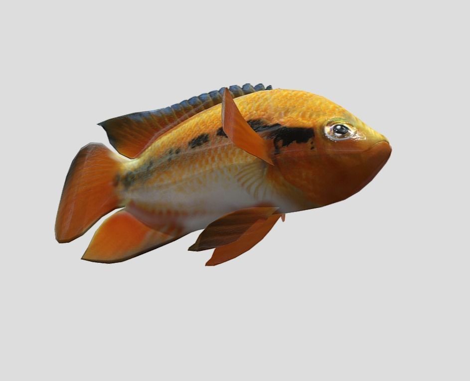 Rainbow Cichlid Low-poly 3D model_10