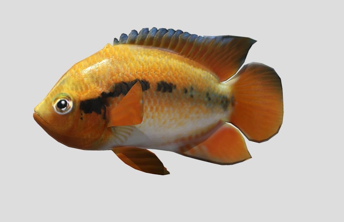 Rainbow Cichlid Low-poly 3D model_7
