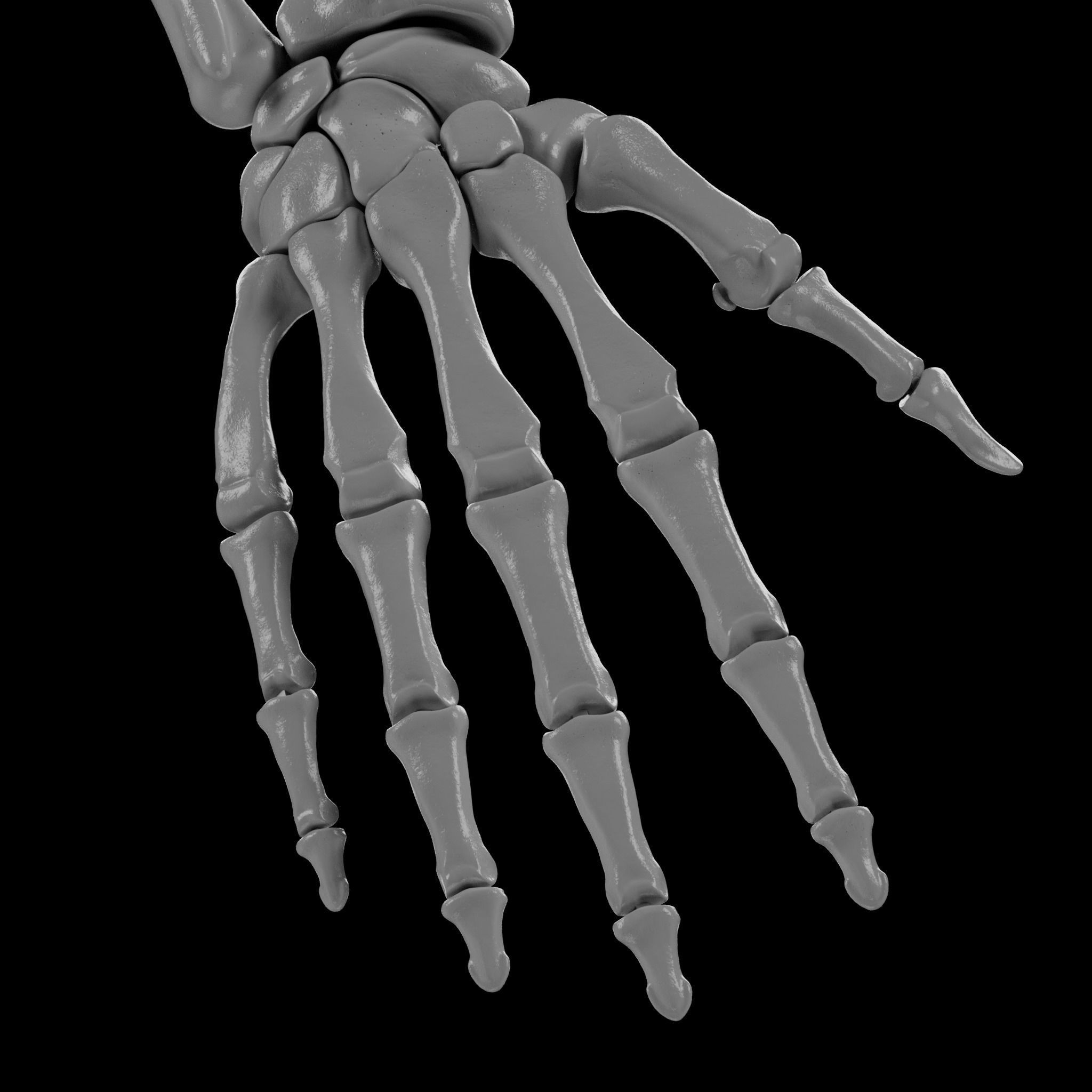 Human Skeleton - 3D Printing 3D print model_88