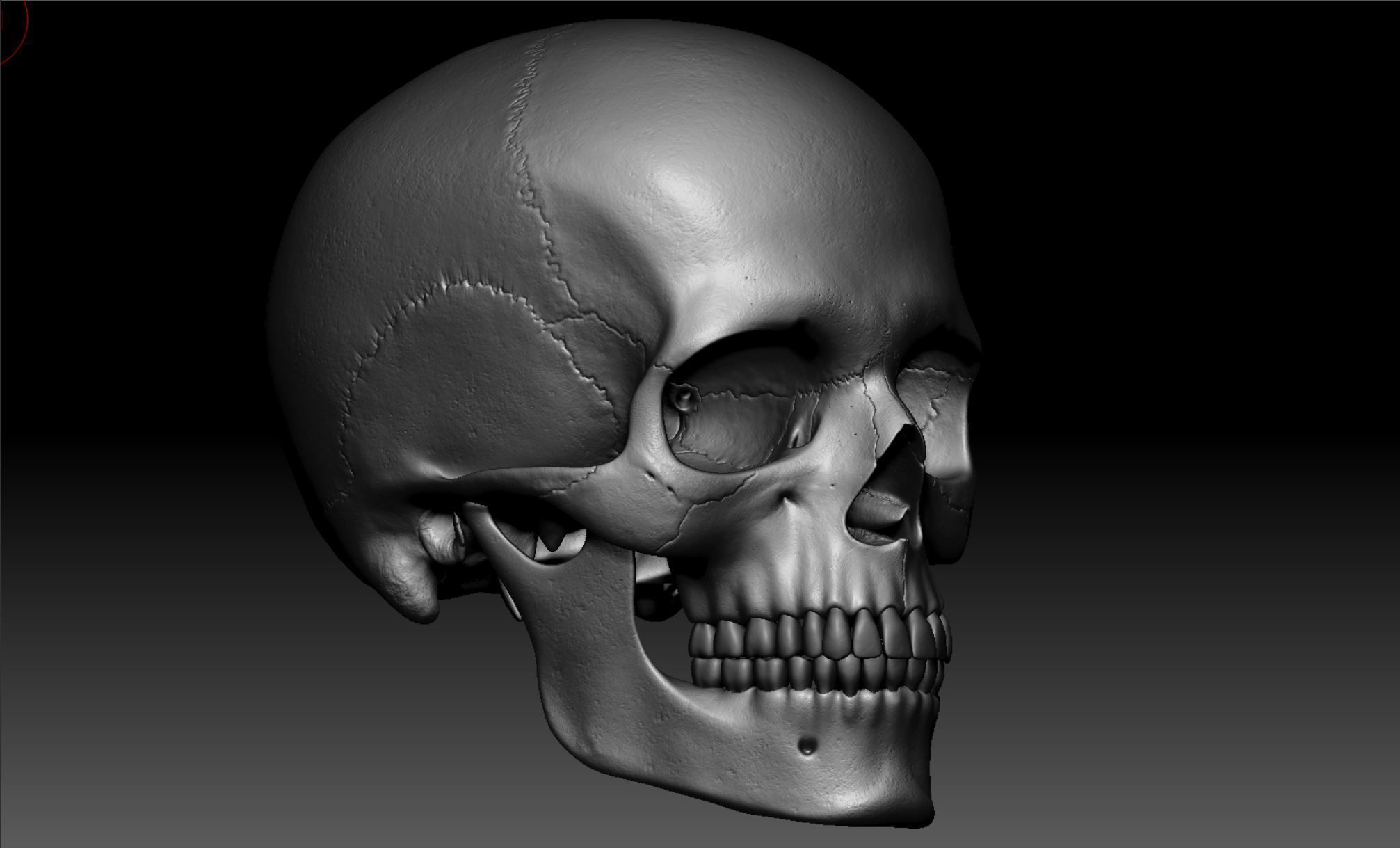 Human Skeleton - 3D Printing 3D print model_143