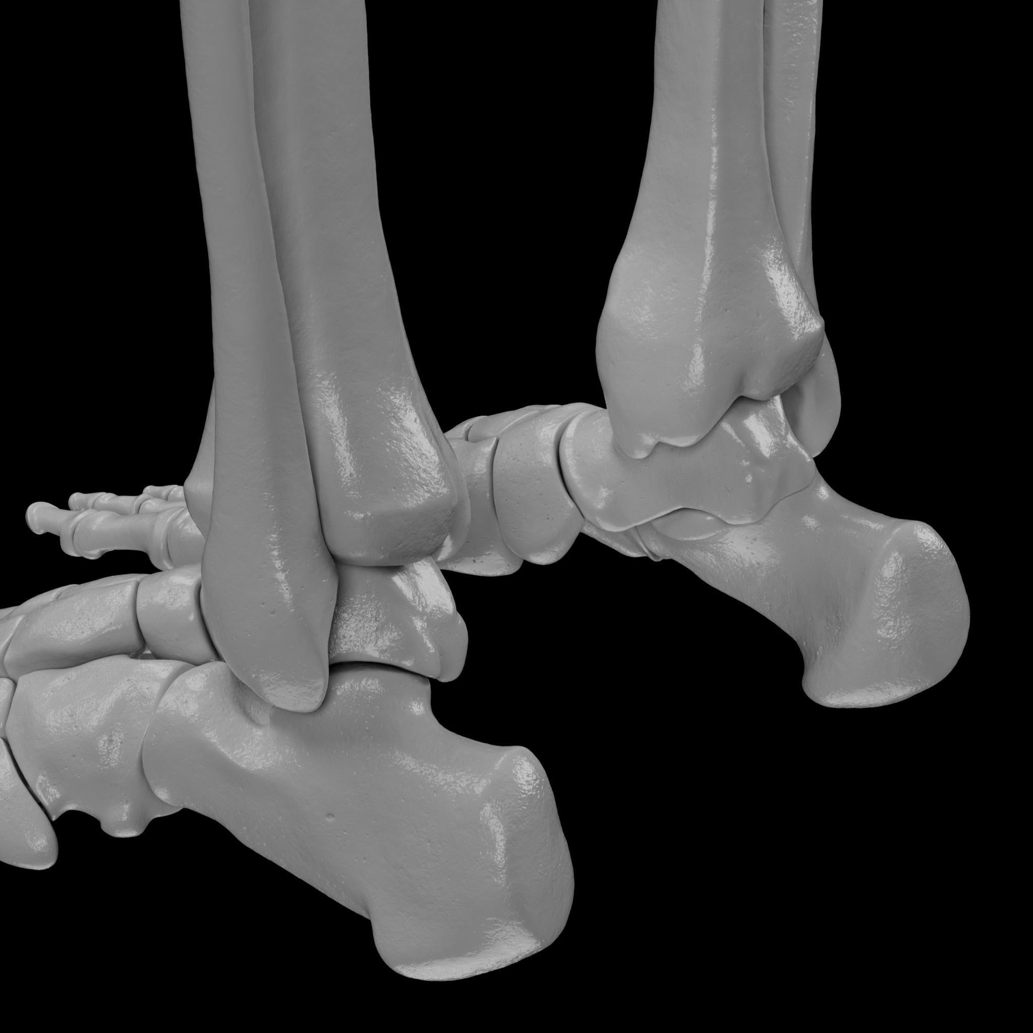 Human Skeleton - 3D Printing 3D print model_134