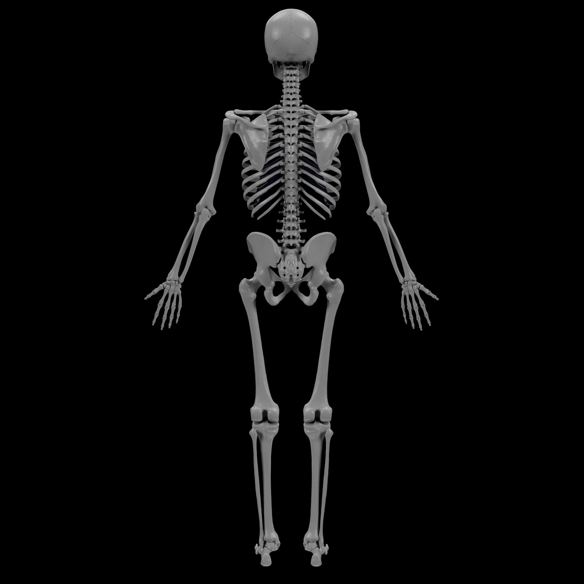 Human Skeleton - 3D Printing 3D print model_30