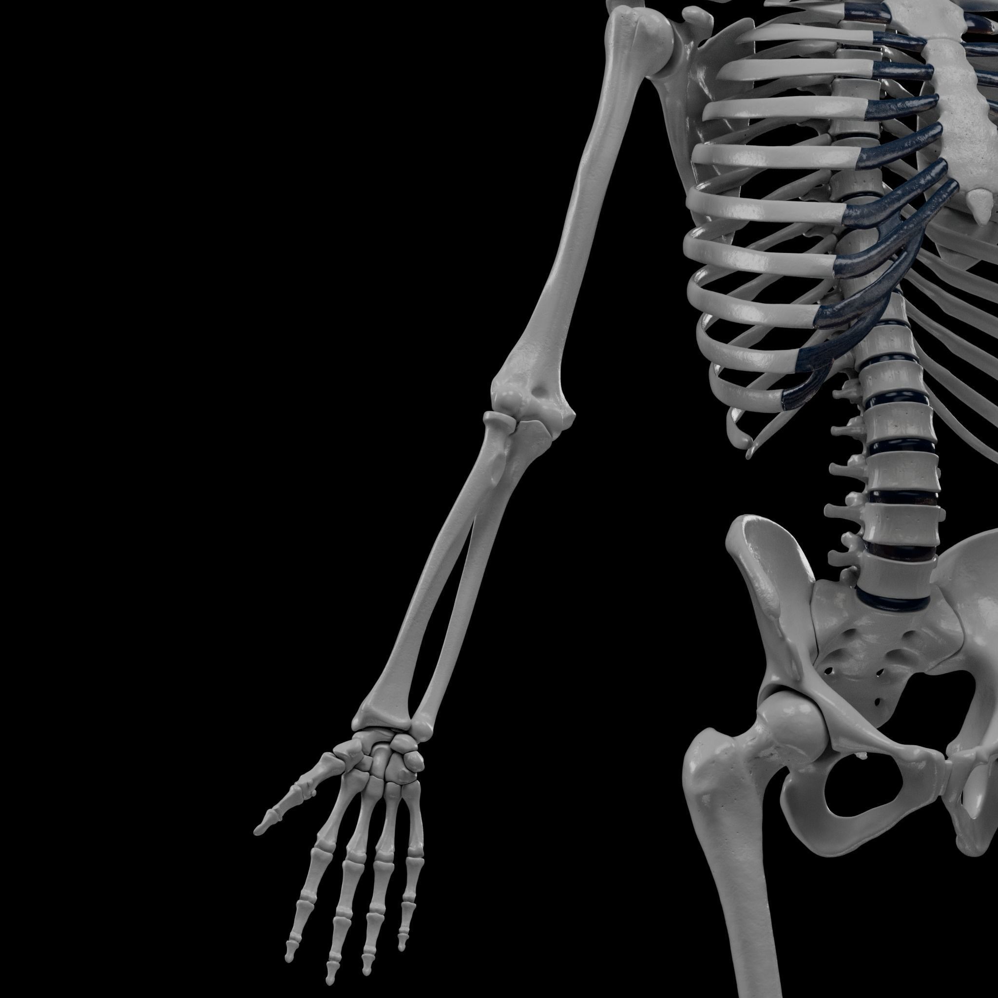 Human Skeleton - 3D Printing 3D print model_81