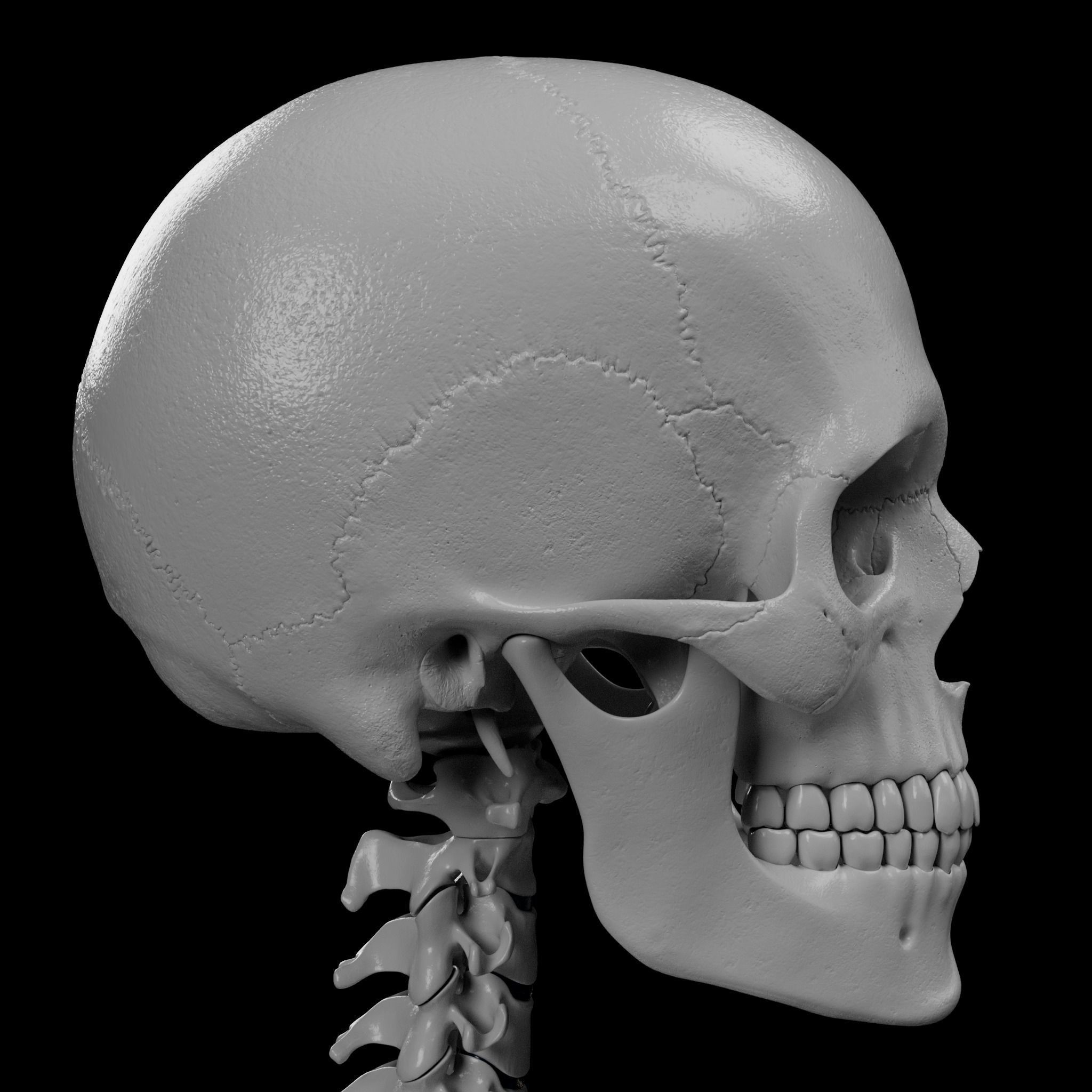 Human Skeleton - 3D Printing 3D print model_57