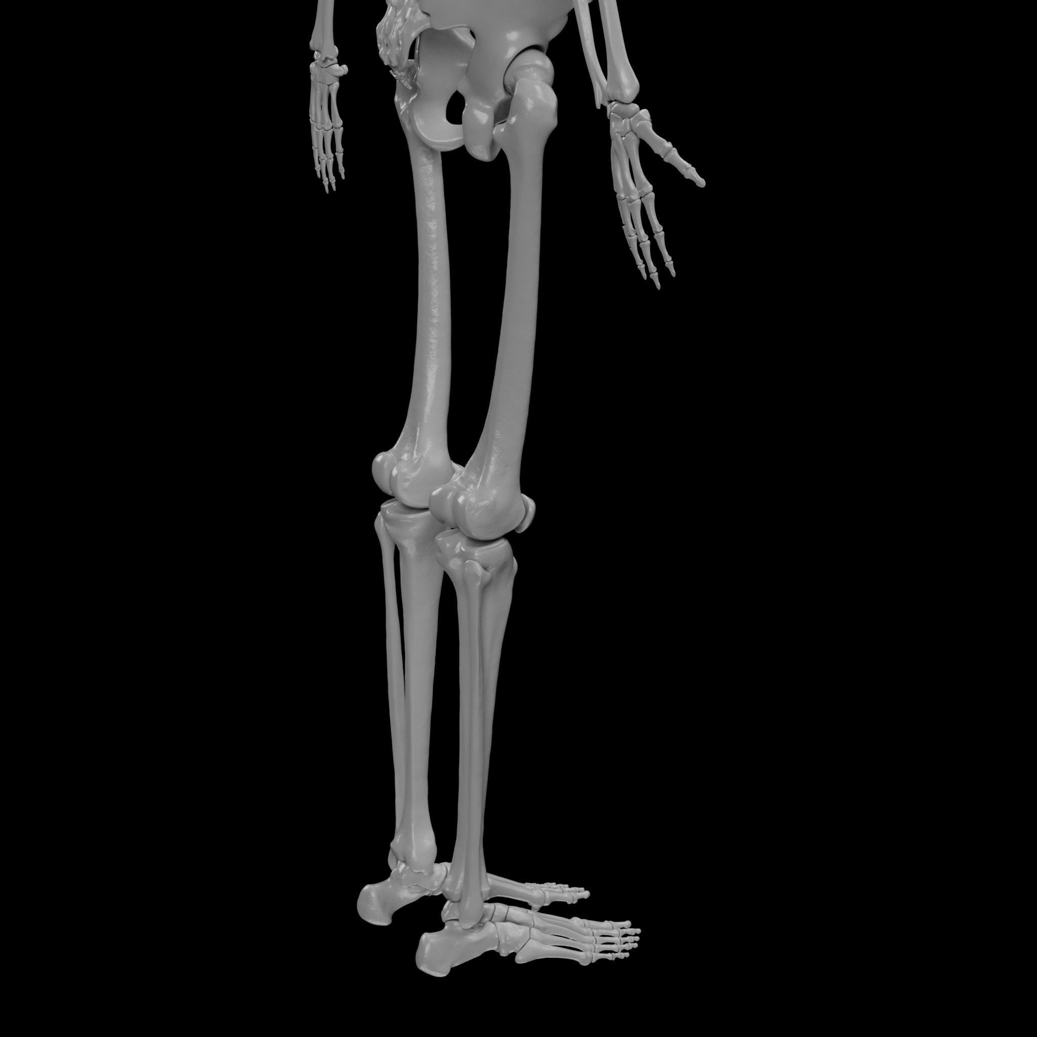 Human Skeleton - 3D Printing 3D print model_103