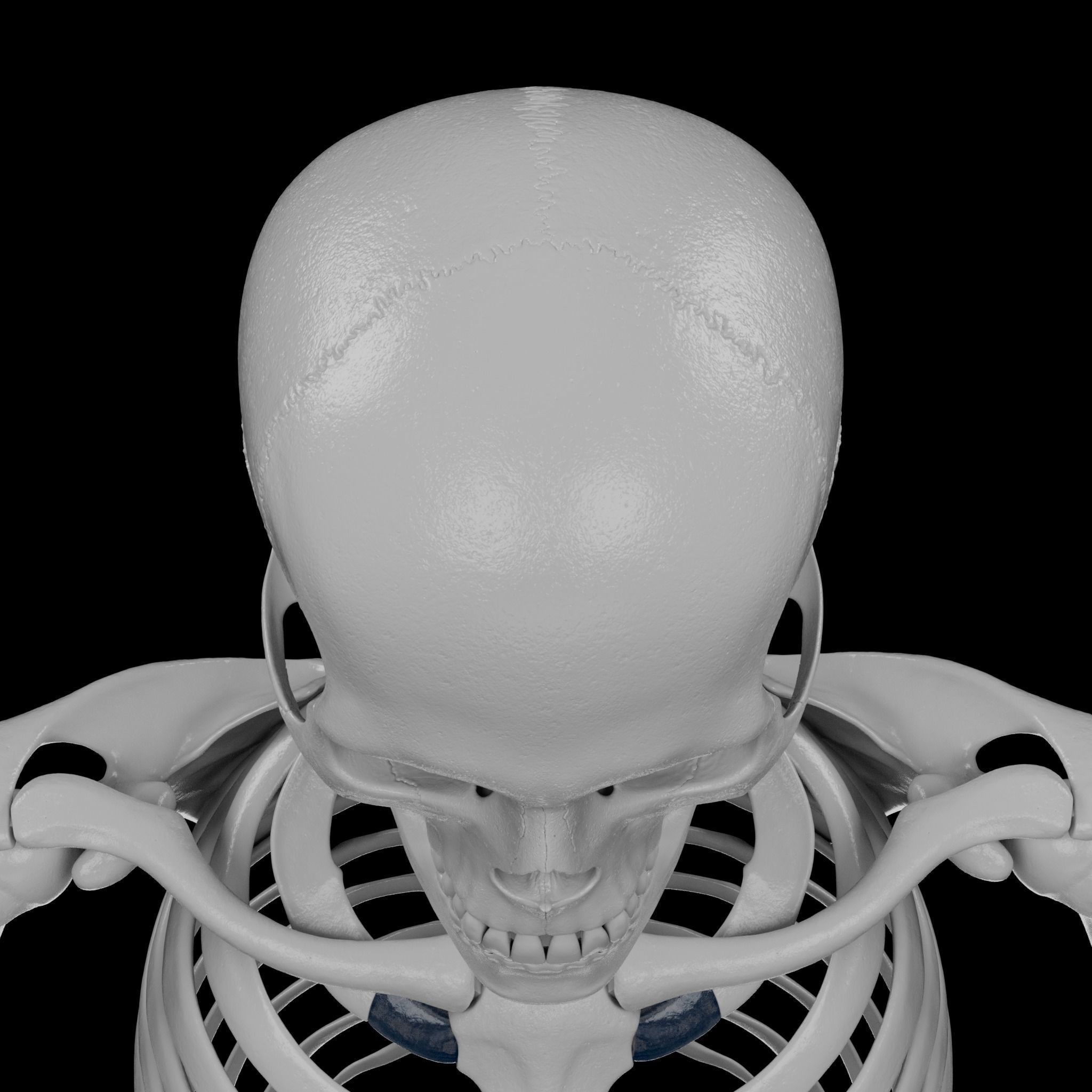 Human Skeleton - 3D Printing 3D print model_69