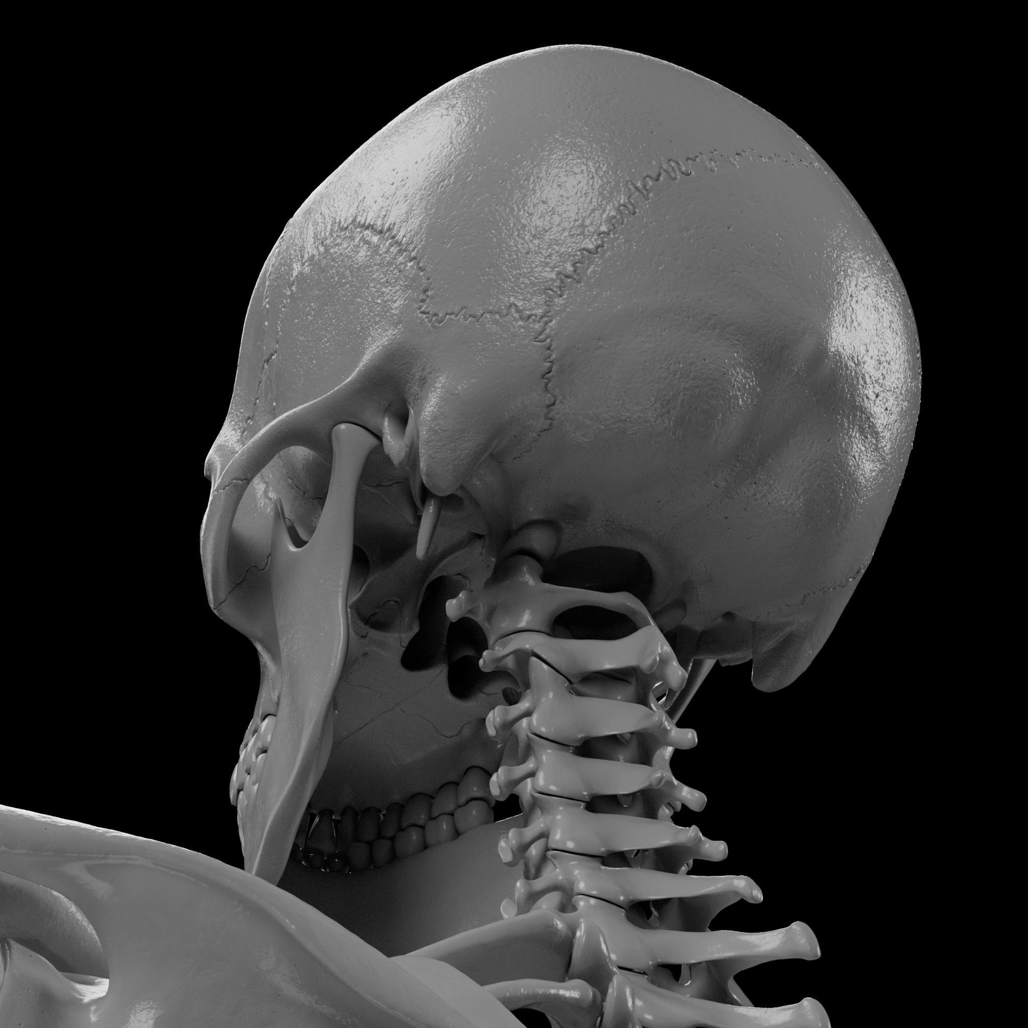 Human Skeleton - 3D Printing 3D print model_64